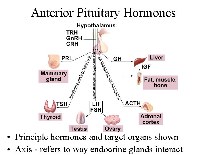 Anterior Pituitary Hormones • Principle hormones and target organs shown • Axis - refers