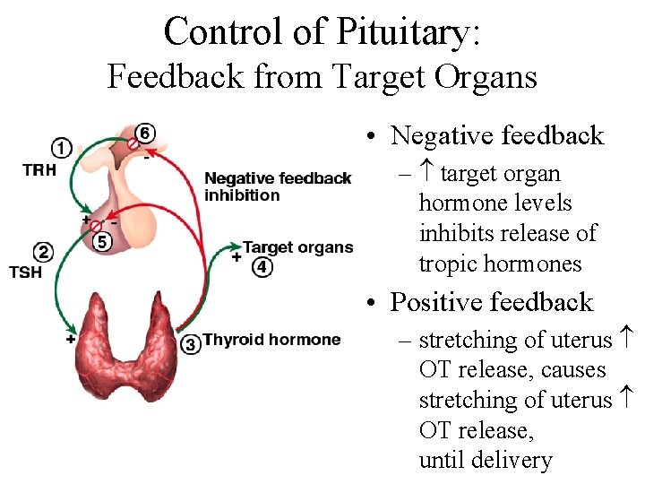 Control of Pituitary: Feedback from Target Organs • Negative feedback – target organ hormone
