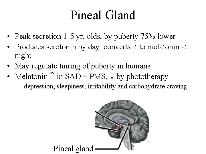 Pineal Gland • Peak secretion 1 -5 yr. olds, by puberty 75% lower •