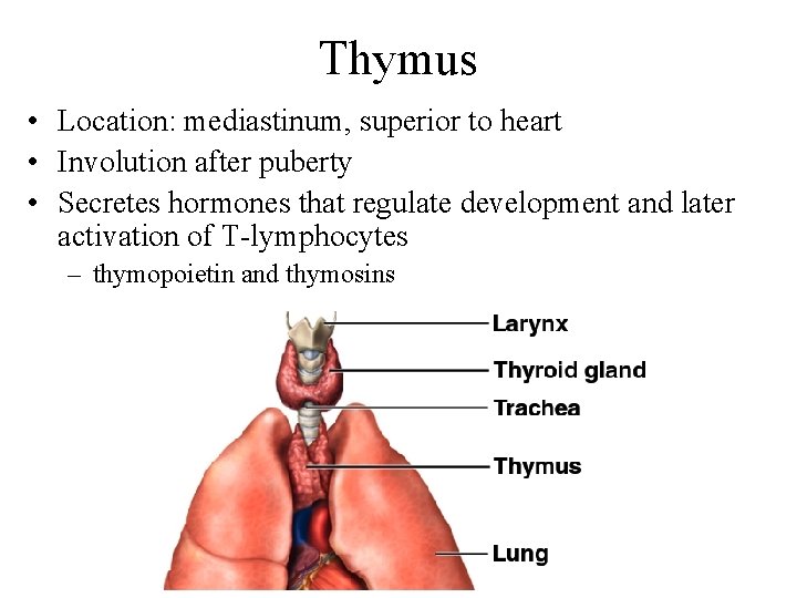 Thymus • Location: mediastinum, superior to heart • Involution after puberty • Secretes hormones