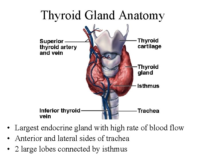 Thyroid Gland Anatomy • Largest endocrine gland with high rate of blood flow •