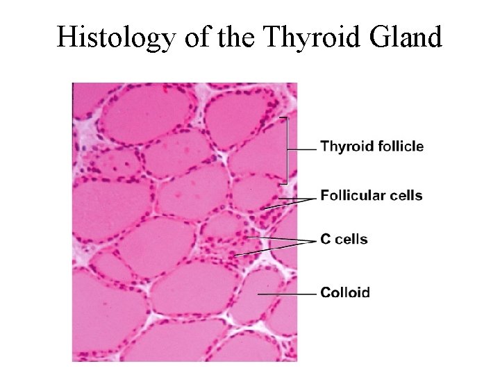 Histology of the Thyroid Gland 