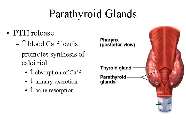 Parathyroid Glands • PTH release – blood Ca+2 levels – promotes synthesis of calcitriol