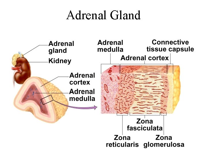 Adrenal Gland 