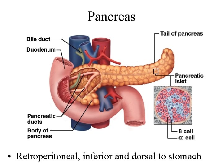 Pancreas • Retroperitoneal, inferior and dorsal to stomach 