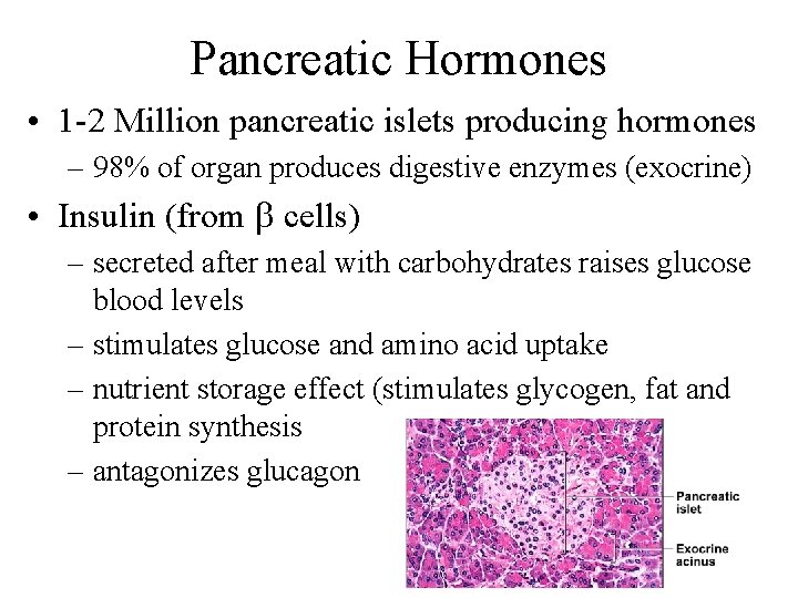 Pancreatic Hormones • 1 -2 Million pancreatic islets producing hormones – 98% of organ