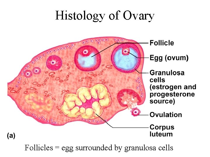 Histology of Ovary Follicles = egg surrounded by granulosa cells 
