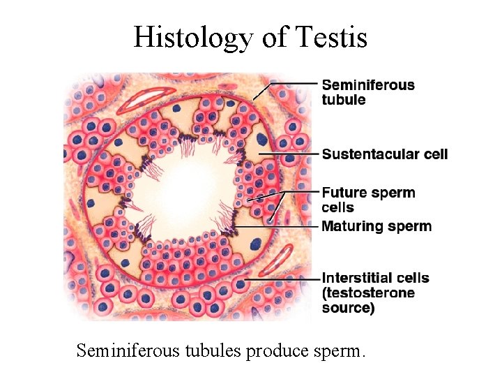 Histology of Testis Seminiferous tubules produce sperm. 