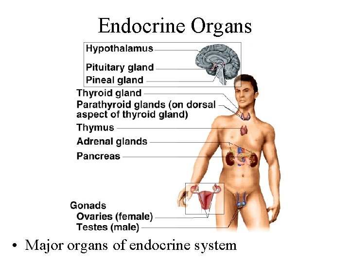 Endocrine Organs • Major organs of endocrine system 