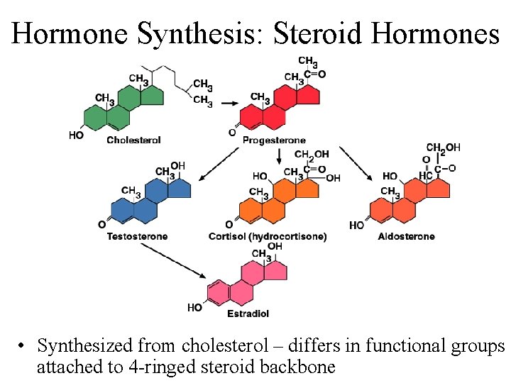 Hormone Synthesis: Steroid Hormones • Synthesized from cholesterol – differs in functional groups attached