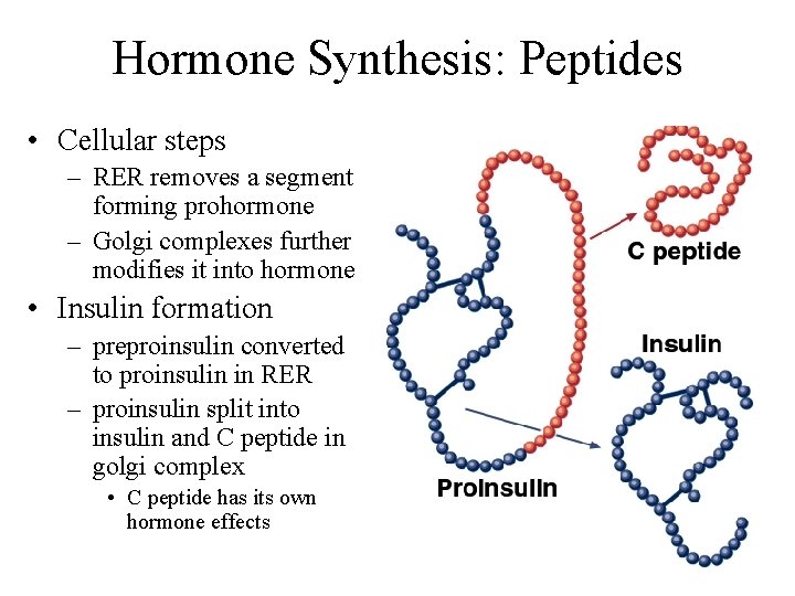 Hormone Synthesis: Peptides • Cellular steps – RER removes a segment forming prohormone –