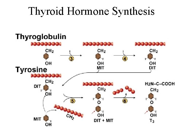 Thyroid Hormone Synthesis 