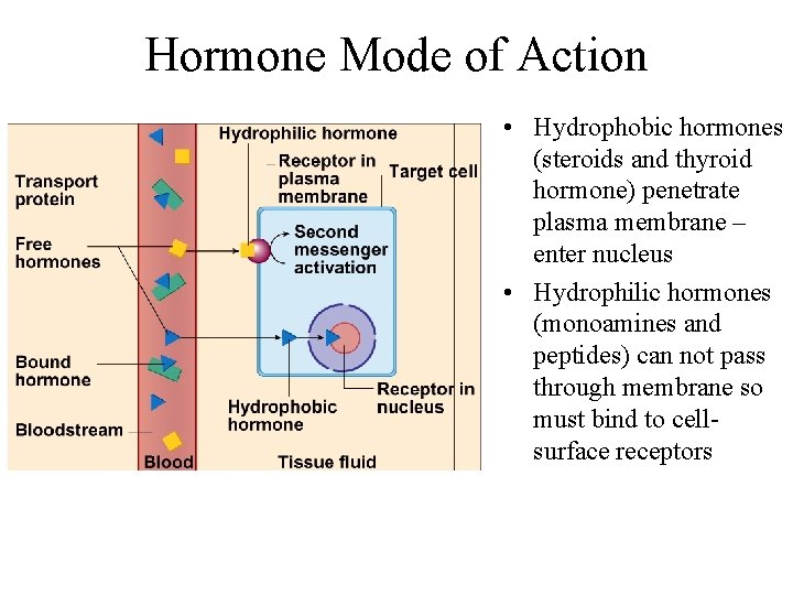 Hormone Mode of Action • Hydrophobic hormones (steroids and thyroid hormone) penetrate plasma membrane