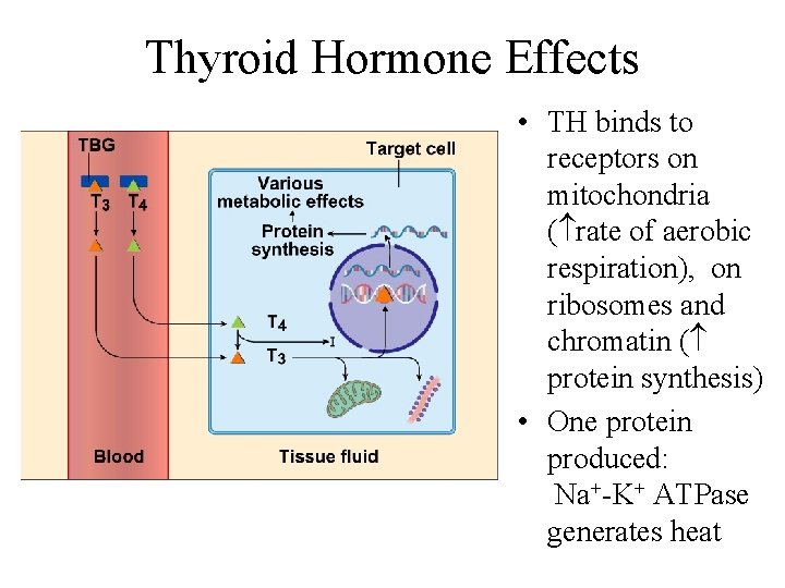 Thyroid Hormone Effects • TH binds to receptors on mitochondria ( rate of aerobic