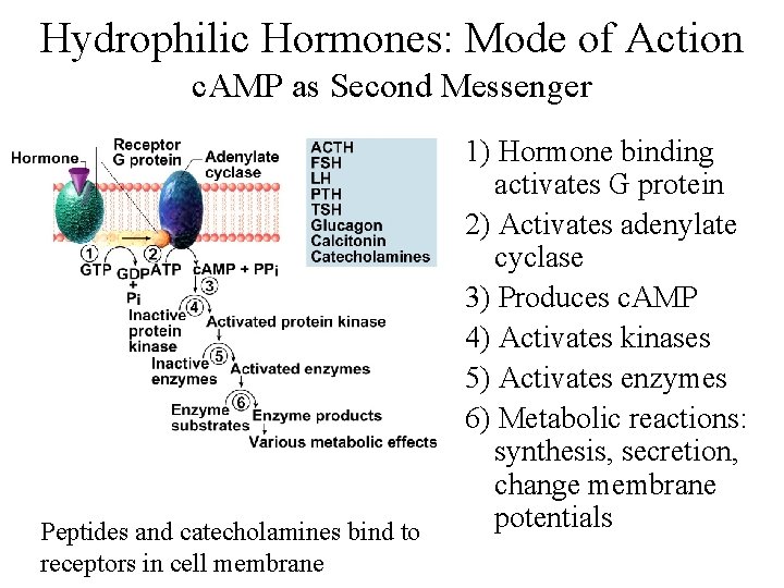Hydrophilic Hormones: Mode of Action c. AMP as Second Messenger Peptides and catecholamines bind