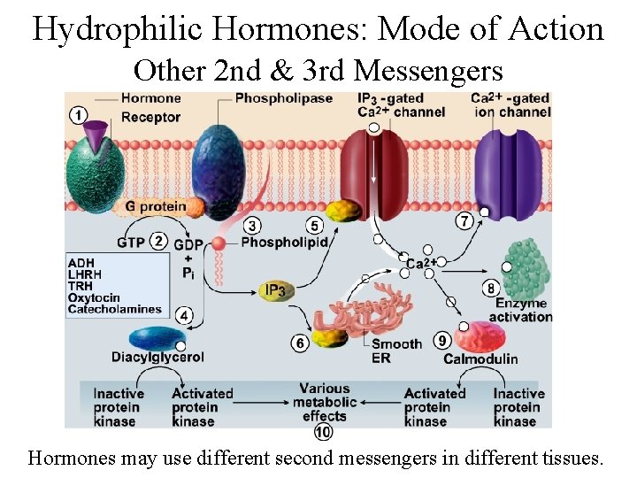 Hydrophilic Hormones: Mode of Action Other 2 nd & 3 rd Messengers Hormones may