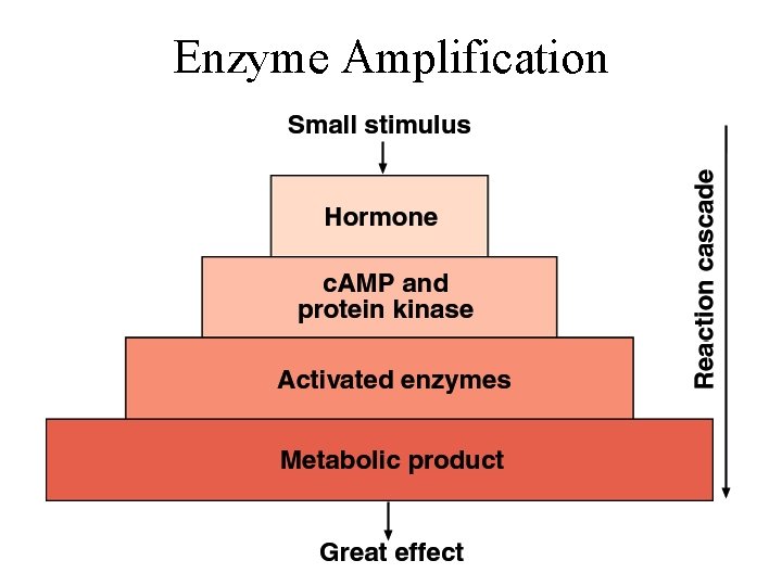 Enzyme Amplification 
