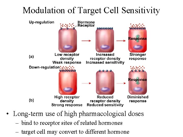 Modulation of Target Cell Sensitivity • Long-term use of high pharmacological doses – bind