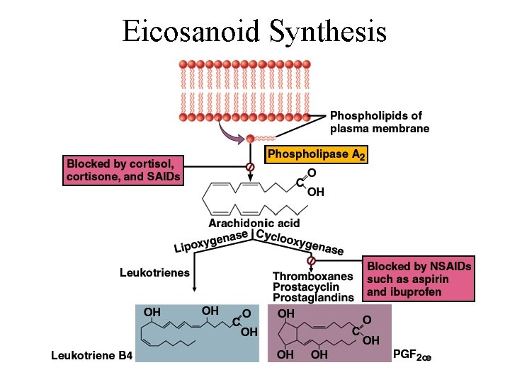 Eicosanoid Synthesis 