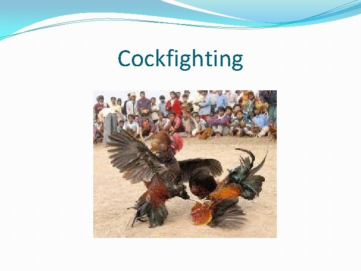 Cockfighting 