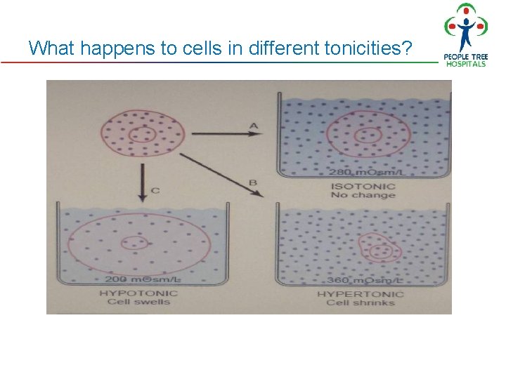 What happens to cells in different tonicities? What happens to cells in different tonicities?