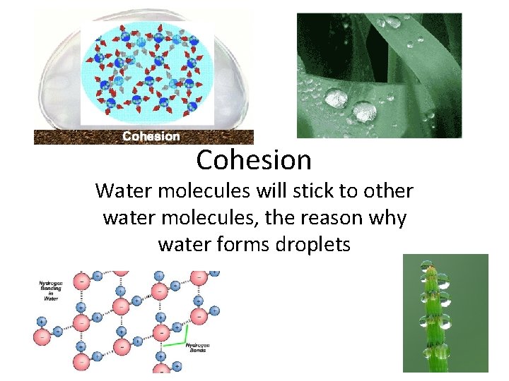 Cohesion Water molecules will stick to other water molecules, the reason why water forms