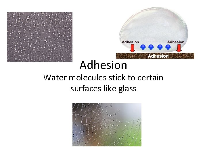 Adhesion Water molecules stick to certain surfaces like glass 