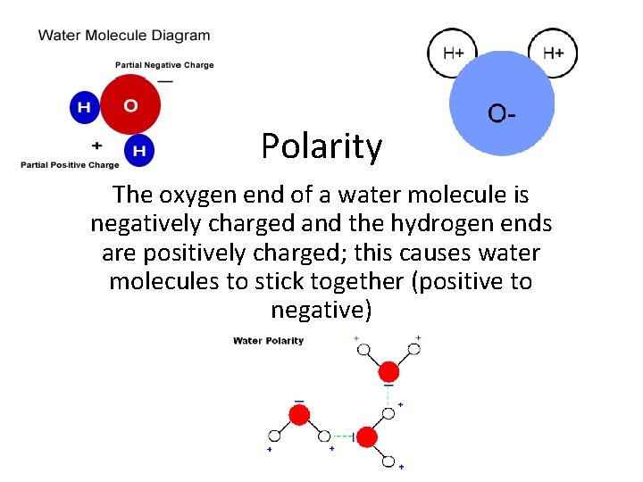 Polarity The oxygen end of a water molecule is negatively charged and the hydrogen