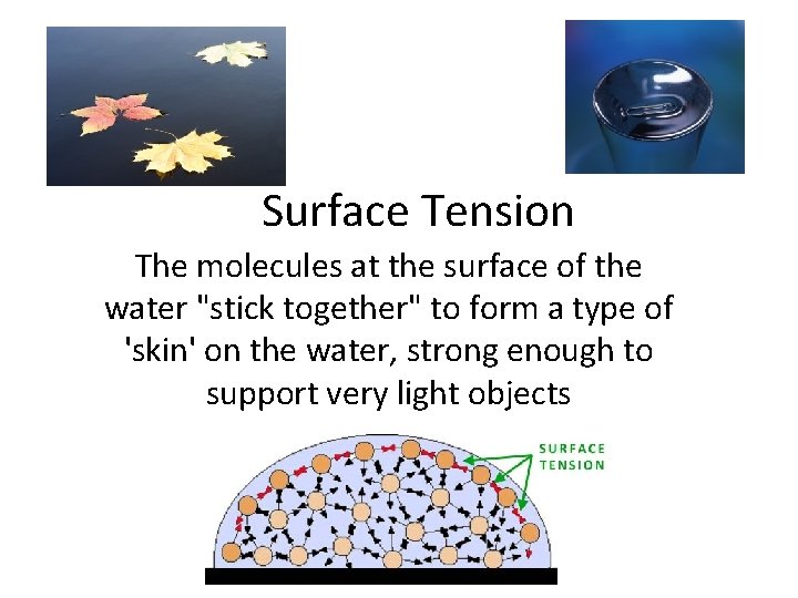 Surface Tension The molecules at the surface of the water "stick together" to form