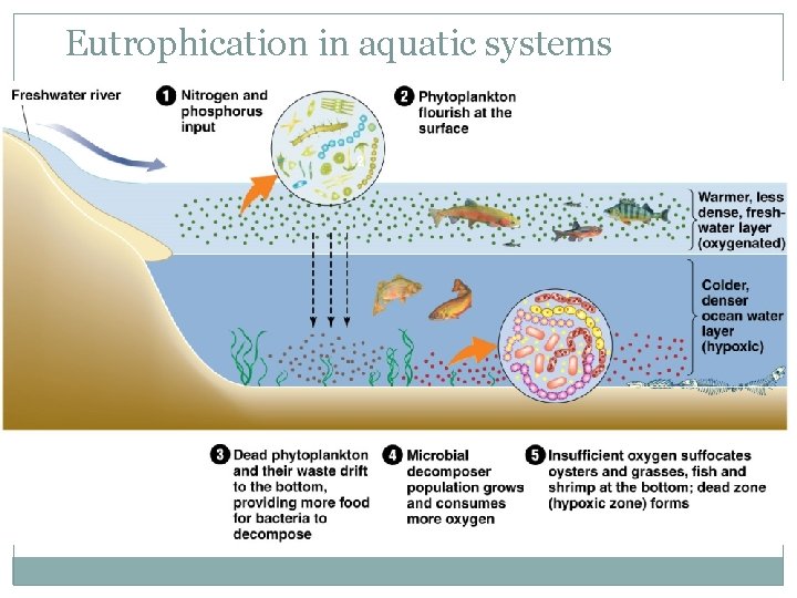 Eutrophication in aquatic systems 