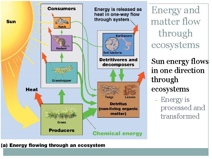 Energy and matter flow through ecosystems • Sun energy flows in one direction through