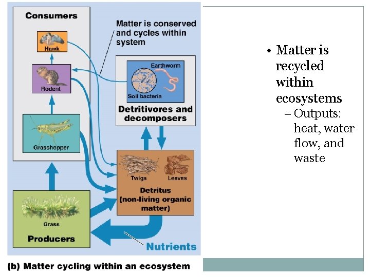  • Matter is recycled within ecosystems – Outputs: heat, water flow, and waste