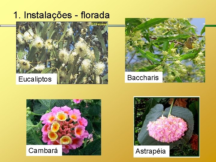 1. Instalações - florada Eucaliptos Cambará Baccharis Astrapéia 