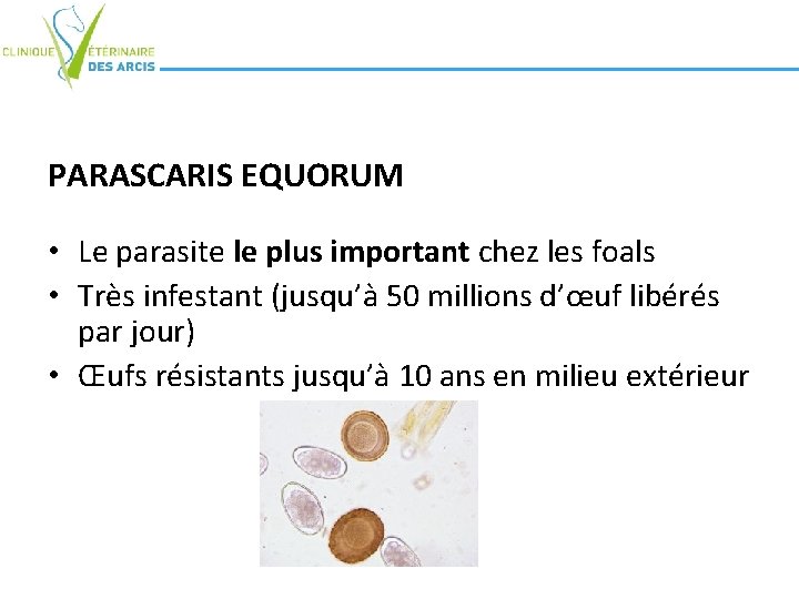 PARASCARIS EQUORUM • Le parasite le plus important chez les foals • Très infestant