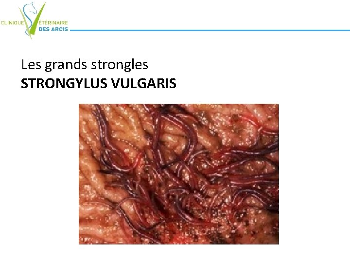 Les grands strongles STRONGYLUS VULGARIS 