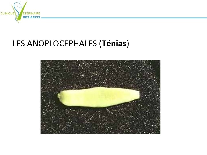 LES ANOPLOCEPHALES (Ténias) 