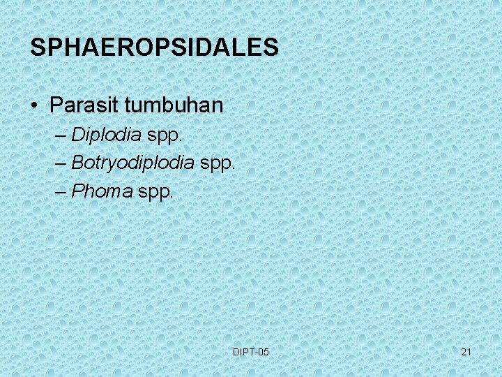SPHAEROPSIDALES • Parasit tumbuhan – Diplodia spp. – Botryodiplodia spp. – Phoma spp. DIPT-05