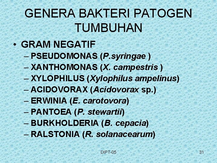 GENERA BAKTERI PATOGEN TUMBUHAN • GRAM NEGATIF – PSEUDOMONAS (P. syringae ) – XANTHOMONAS