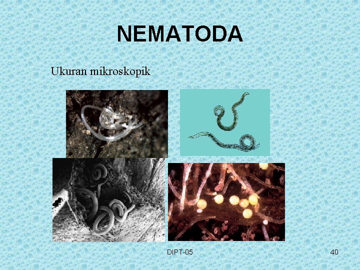 NEMATODA Ukuran mikroskopik DIPT-05 40 