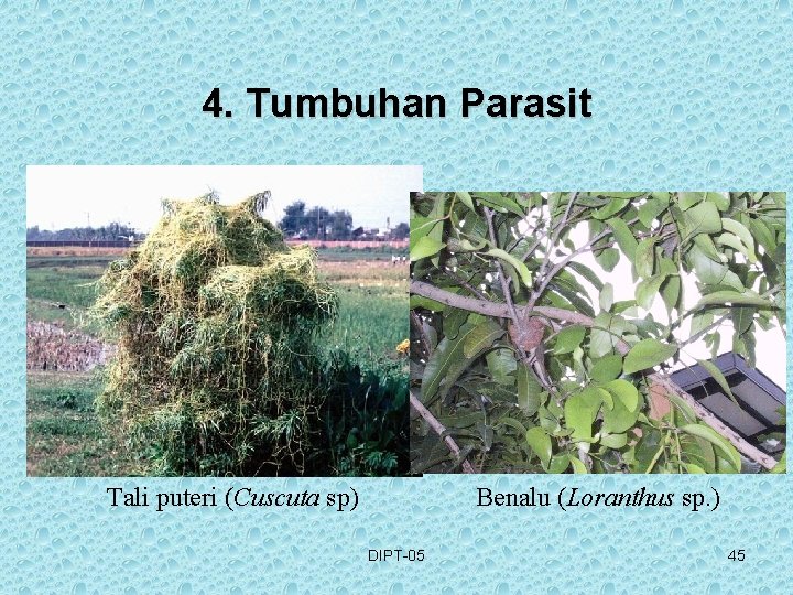 4. Tumbuhan Parasit Tali puteri (Cuscuta sp) Benalu (Loranthus sp. ) DIPT-05 45 