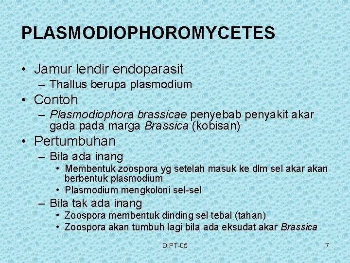 PLASMODIOPHOROMYCETES • Jamur lendir endoparasit – Thallus berupa plasmodium • Contoh – Plasmodiophora brassicae