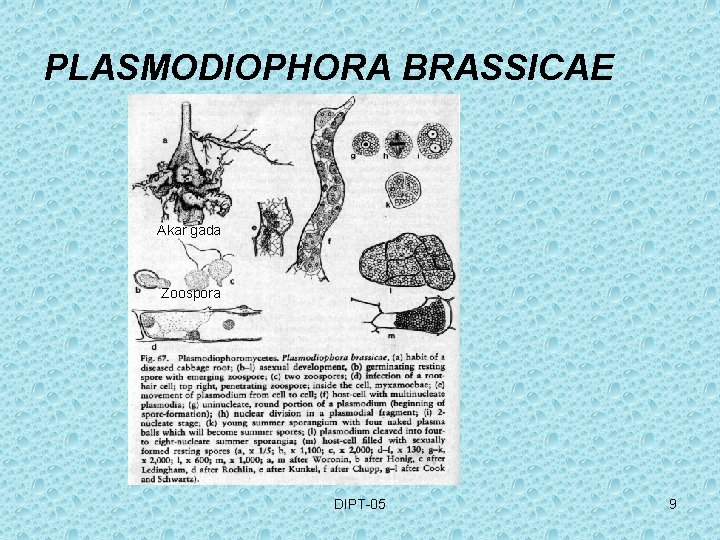 PLASMODIOPHORA BRASSICAE Akar gada Zoospora DIPT-05 9 