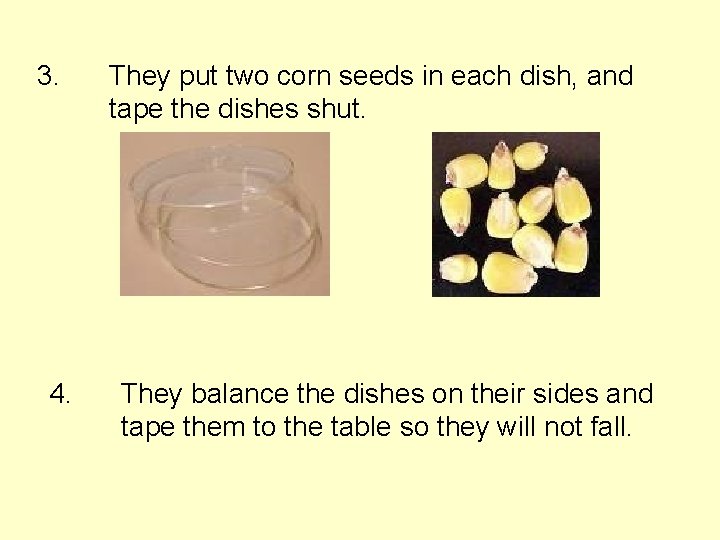 3. 4. They put two corn seeds in each dish, and tape the dishes