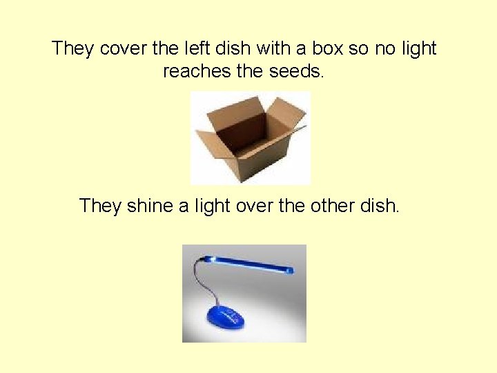 They cover the left dish with a box so no light reaches the seeds.