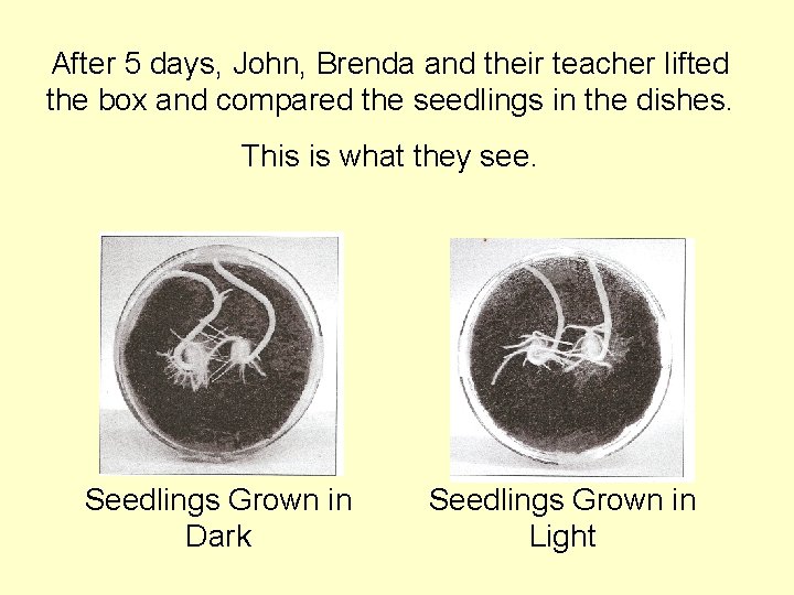 After 5 days, John, Brenda and their teacher lifted the box and compared the