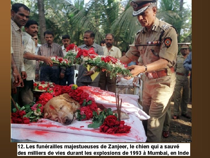 12. Les funérailles majestueuses de Zanjeer, le chien qui a sauvé des milliers de