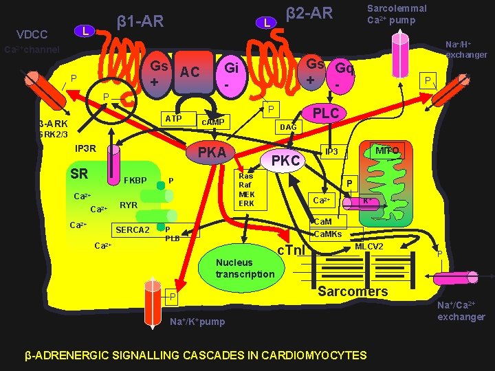 β 1 -AR L VDCC Sarcolemmal Ca 2+ pump β 2 -AR L Na+/H+