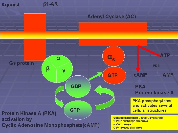 Agonist β 1 -AR Adenyl Cyclase (AC) Gs protein αs α β ATP PDE