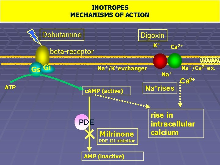 INOTROPES MECHANISMS ACTION Meccanismo d’azione. OF degli inotropi Dobutamine Digoxin K+ beta-receptor Gs Gi