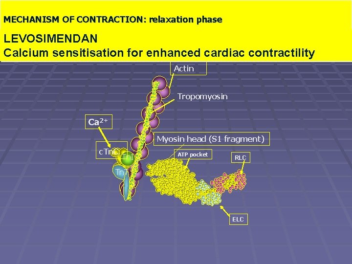 MECHANISM OF CONTRACTION: relaxation phase Il meccanismo contrattile: fase di rilasciamento LEVOSIMENDAN Calcium sensitisation